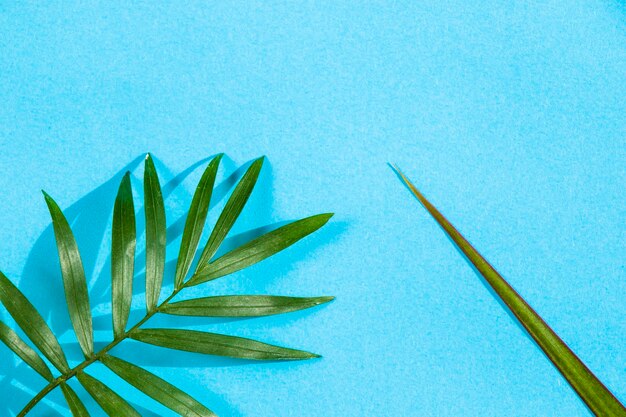 Indoor palm tree leaf chrysalidocarpus areca plant on the blue background high angle view