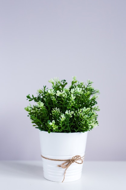 Indoor plant and copy space over wall background