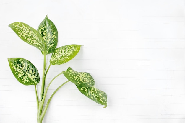 Indoor plant Diffenbachia Green leaves isolate on a white background