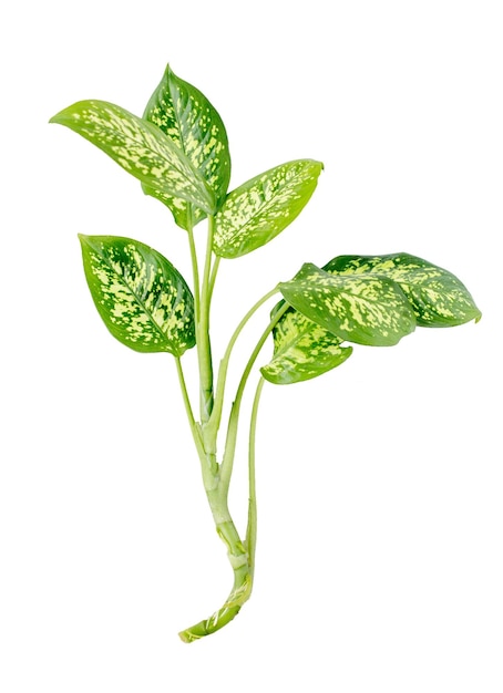 실내 식물 Diffenbachia 녹색 잎은 흰색 배경에 격리