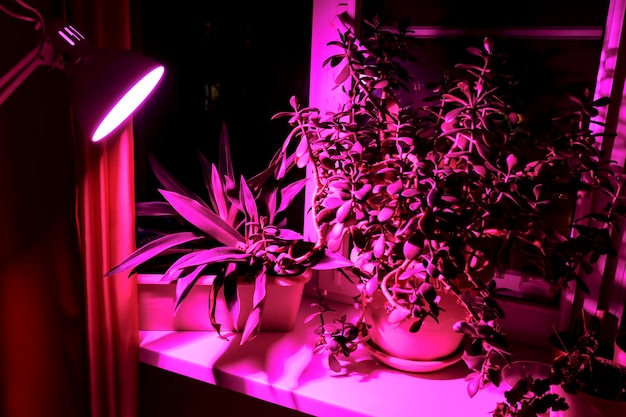 사진 실내 창턱에 있는 식물 식물의 실내 식물 성장과 분홍색 led 조명. led 성장 빛