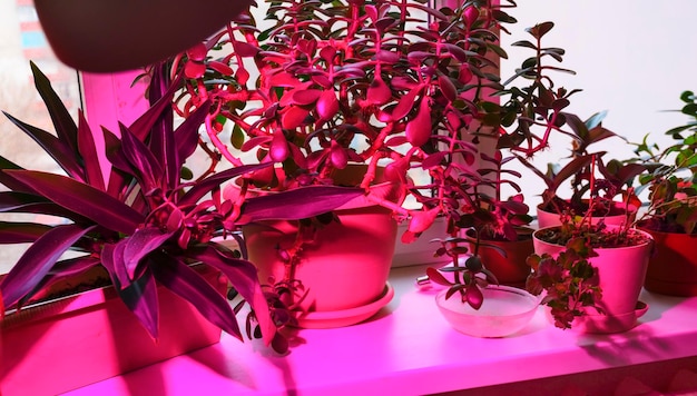 写真 屋内植物の成長と屋内窓辺の植物のピンクのled照明。 ledグローライト