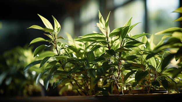 室内植物の植え付け