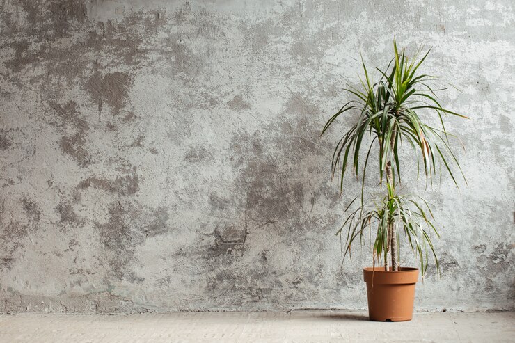 Photo indoor plant in pot concrete gray wall background