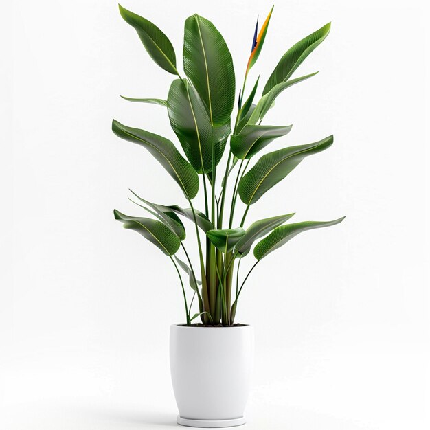 Indoor Plant pot Isolated On White Background