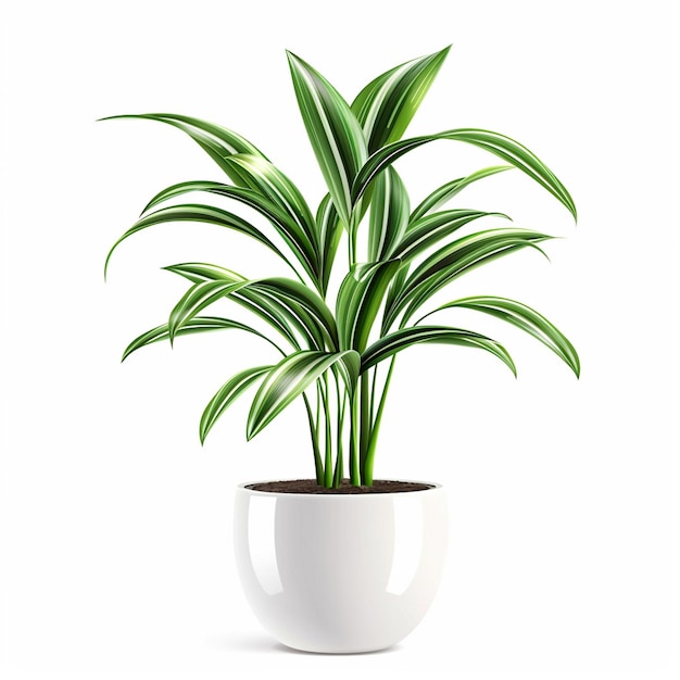 Indoor Plant pot Isolated On White Background