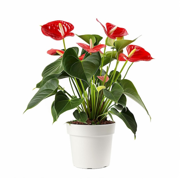 Indoor Plant pot Isolated On White Background