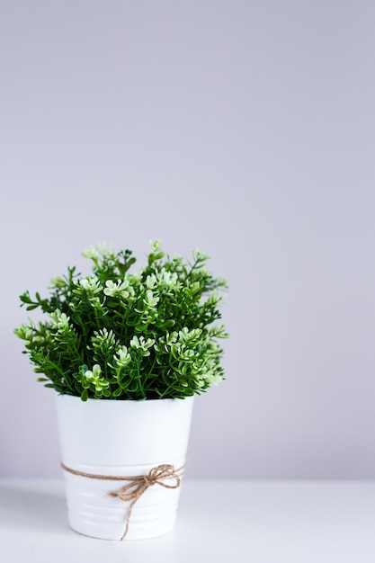 Indoor plant in the pot on the table and copy space over wall