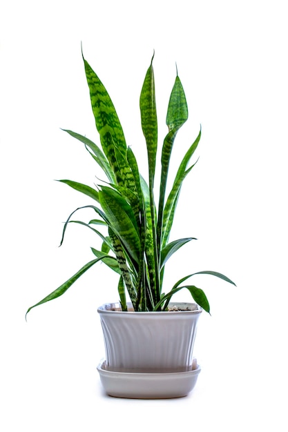 색 바탕에 비에 있는 실내 식물 Sansevieria.