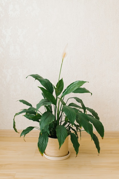 Комнатное растение спатифиллум с белым цветком в керамической вазе в комнате на полу