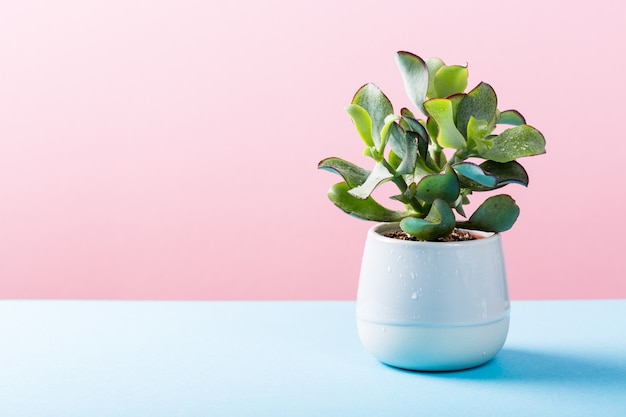Indoor plant succulent plant in gray ceramic pot