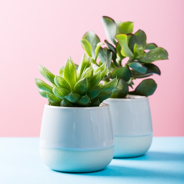 Indoor plant succulent plant in gray ceramic pot