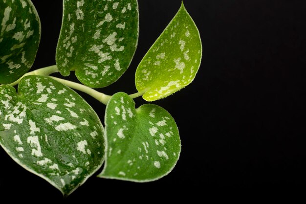 Photo the indoor plant textures details