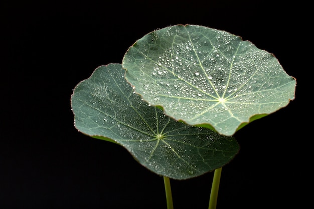 屋内植物テクスチャの詳細