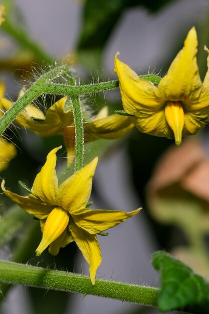 Indoor plant tomato blooms on a balcony in a city apartment close-up