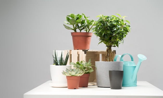 Indoor plants, cacti in pots, watering can on empty clean background