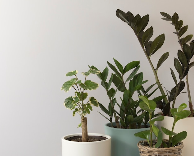 indoor plants on a gray background