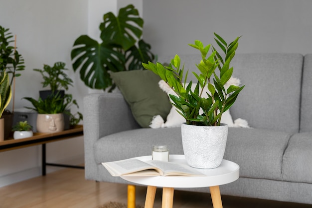 Photo indoor plants in studio