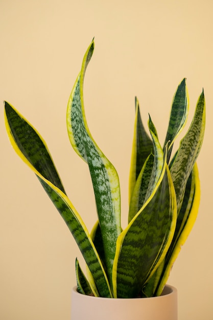 Photo indoor plants in studio