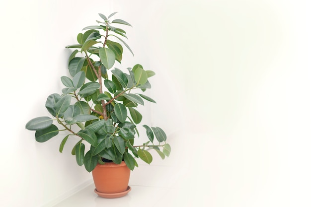 Indoor plants with ficus