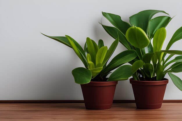 Indoor Plants On Wooden Table With White Background