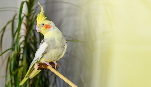 Indoor portrait of a corella parrot sitting on a wooden stick. Copy space