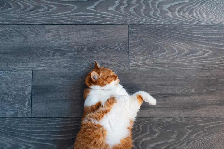 Indoor portrait of fluffy red and white cat, lying on the dark grey floor