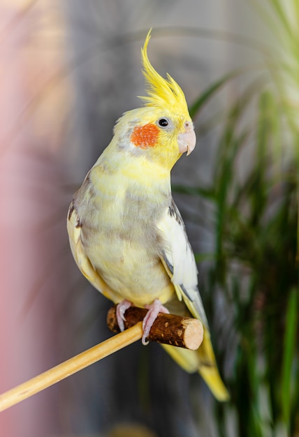 Indoor portret van een corella papegaai zittend op een houten stok.