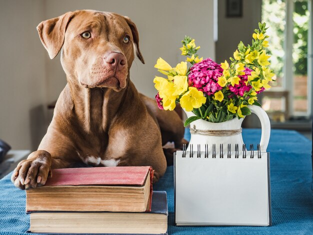 Indoor portret van schattige hond