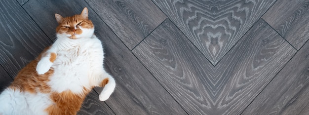 Indoor portret van schattige pluizige rode en witte kat, liggend op de donkergrijze houten vloer, met poten omhoog. Panoramische bannerweergave.