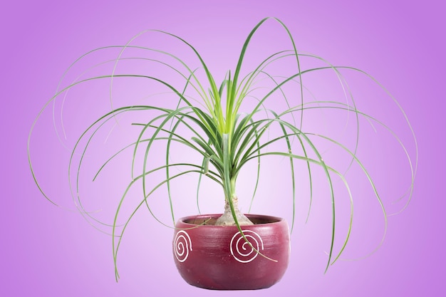 Indoor potted plant with an attractive and colorful design