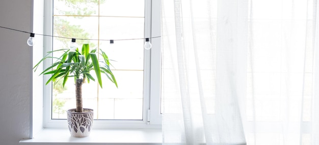 Indoor potted plant yucca on the windowsill at the trapezoidal window in the attic of the house Comfort and home minimalism