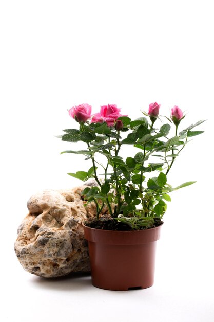 Indoor rose bush in a pot on a stone on a white background