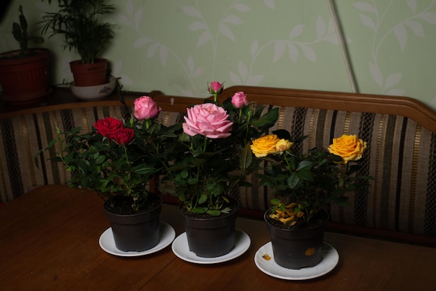 indoor roses pink, yellow red in flowerpots