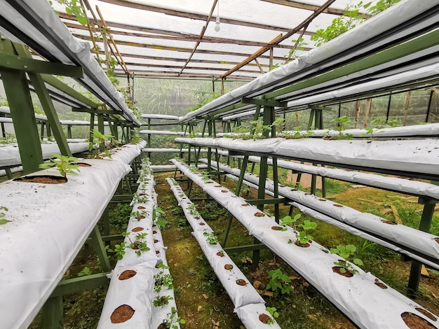 Indoor scenery green house farm with strawberries growing in lines.