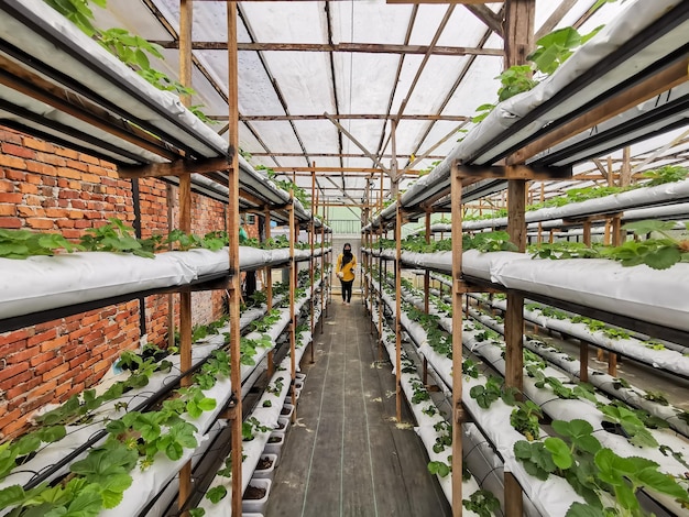 Photo indoor scenery green house farm with strawberries growing in lines.