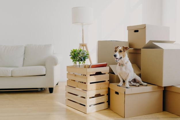 Indoor shot of little pedigree dog poses on cardboard boxes removes in new dwelling with owners looks into distance Empty white room with only sofa and belongings in boxes Relocation concept