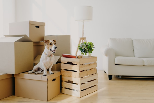 Indoor shot of little pedigree dog poses on cardboard boxes, removes in new dwelling with owners