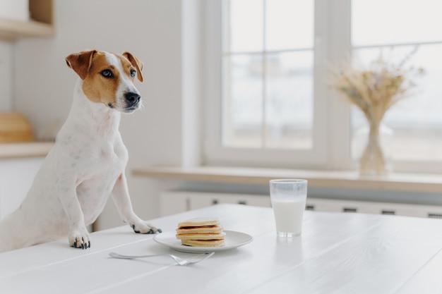 血統犬の屋内ショットは白い机でポーズをとり、パンケーキを食べて牛乳を飲みたい、キッチンインテリアをポーズします。動物、家庭的な雰囲気