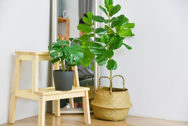 Indoor tropical houseplants