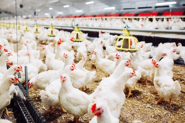 Indoors chicken farm, chicken feeding