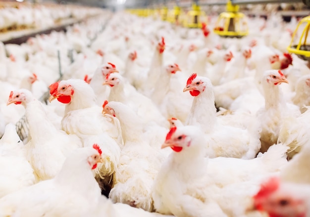 Photo indoors chicken farm, chicken feeding