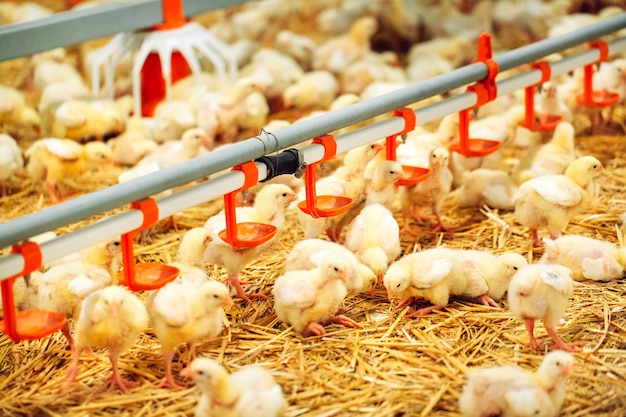 Indoors chicken farm, chicken feeding