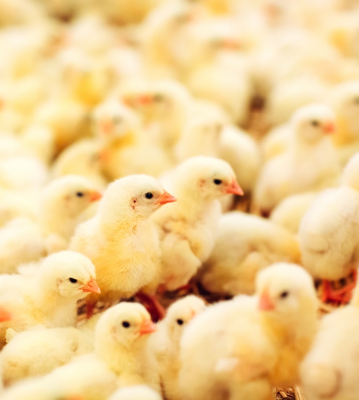 Photo indoors chicken farm, chicken feeding
