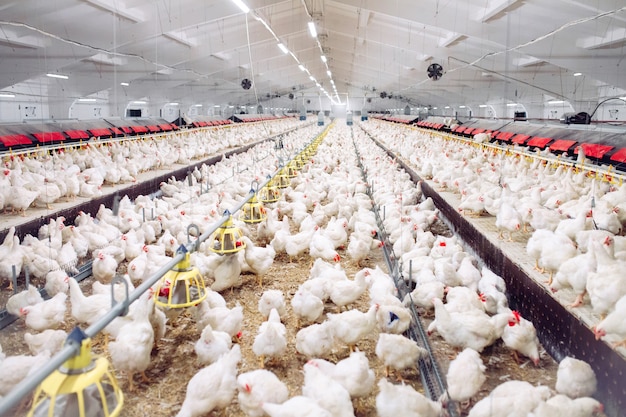 Photo indoors chicken farm, chicken feeding