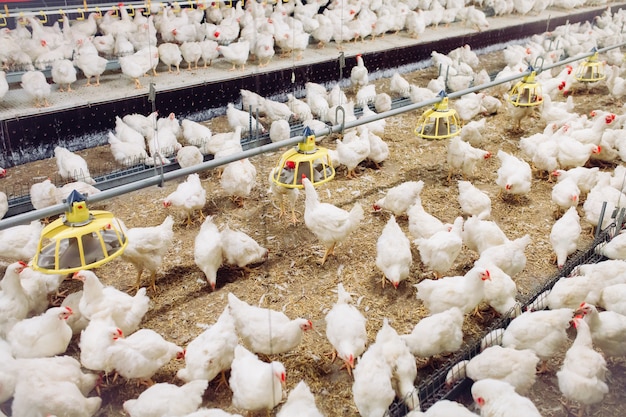 Indoors chicken farm, chicken feeding