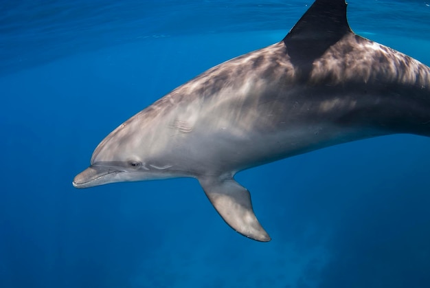 Foto delfino naso bottiglia dell'indo-pacifico tursiops aduncus