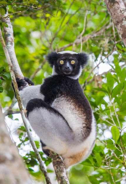 Indri zit op een boom. Madagascar. Mantadia Nationaal Park.