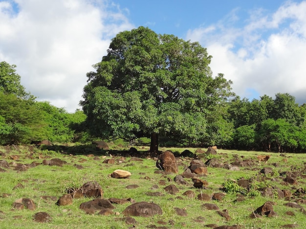 indruk van Guadeloupe