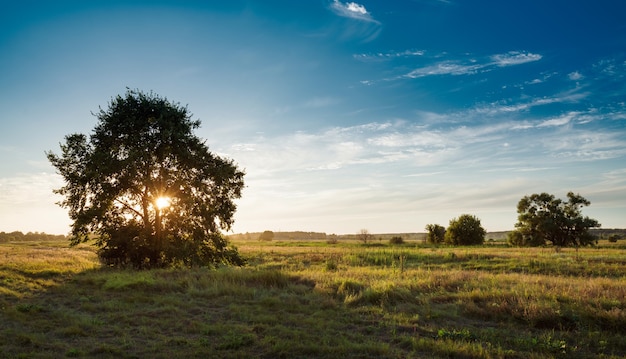 Indrukwekkend schilderachtig uitzicht van grote eenzame eik in gouden zonsondergang, blauwe lucht